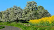 Course des Poiriers en Fleurs, Mantilly (61), dimanche 16 avril 2023