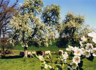 Course des Poiriers en Fleurs, Mantilly (61), dimanche 16 avril 2023